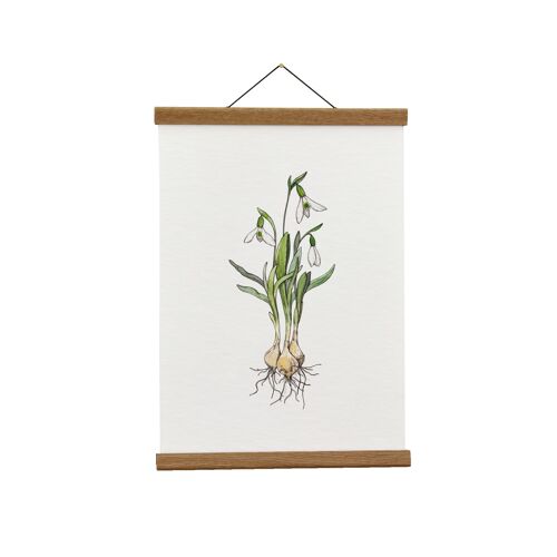 Botanical Illustration: A4 Snowdrop Giclée Art Print