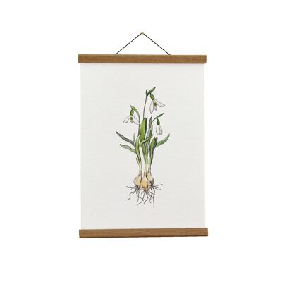 Ilustración botánica: A4 Snowdrop Giclée Art Print