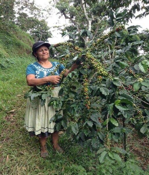 Guatemala 250gr Ground