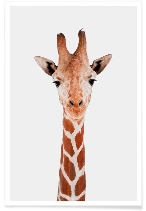 Giraffe
  
  