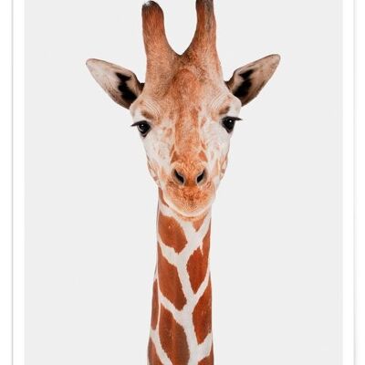 giraffa
  
  