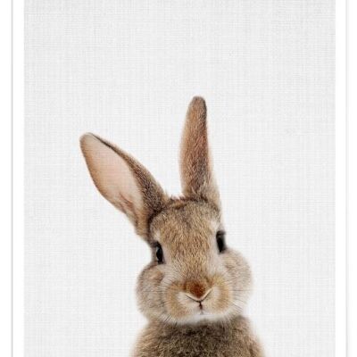 BABY RABBIT COLOR PHOTOGRAPH POSTER