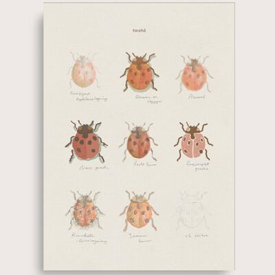 Schizzi di Lady Bug