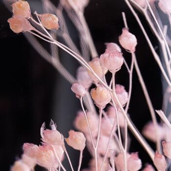 L'Herbarium de Théophile - Broom bloom rose - plante immergée 3