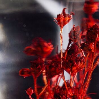 L'Herbarium de Théophile - Broom bloom rouge - plante immergée 2