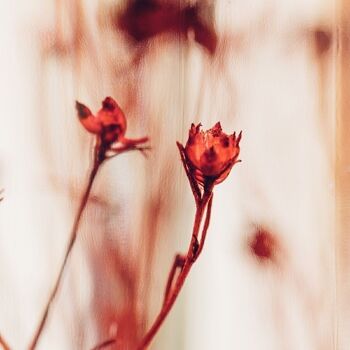 L'Herbarium de Théophile - Broom bloom rouge - plante immergée 3