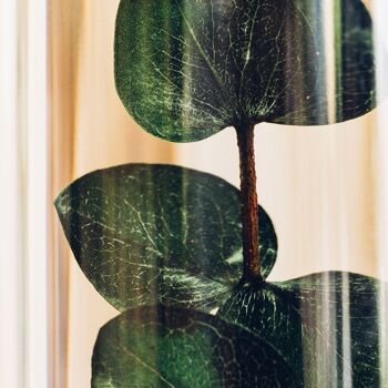 L'Herbarium de Théophile - Eucalyptus vert- plante immergée 2