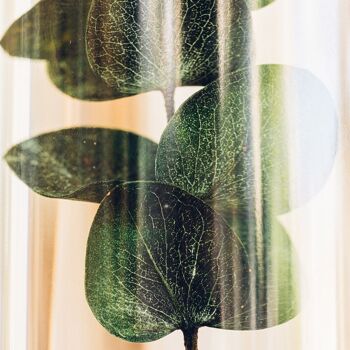 L'Herbarium de Théophile - Eucalyptus vert- plante immergée 3
