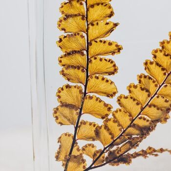 L'Herbarium de Théophile - Fougère Felci ambre - plante immergée 2