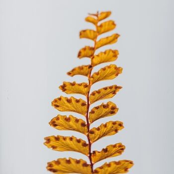 L'Herbarium de Théophile - Fougère Felci ambre - plante immergée 4