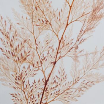 L'Herbarium de Théophile - Fougère Flocon blush - plante immergée 2