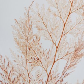 L'Herbarium de Théophile - Fougère Flocon blush - plante immergée 4