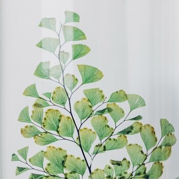L'Herbarium de Théophile - Fougère Luthi verte - plante immergée 3
