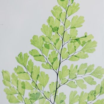 L'Herbarium de Théophile - Fougère Luthi verte - plante immergée 6