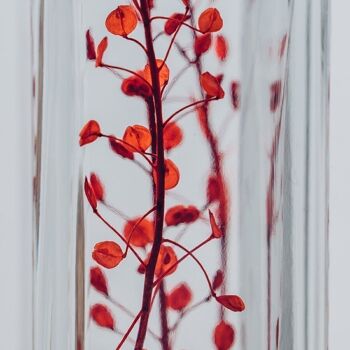 L'Herbarium de Théophile - Lepidium rouge - plante immergée 2