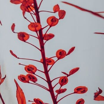 L'Herbarium de Théophile - Lepidium rouge - plante immergée 3