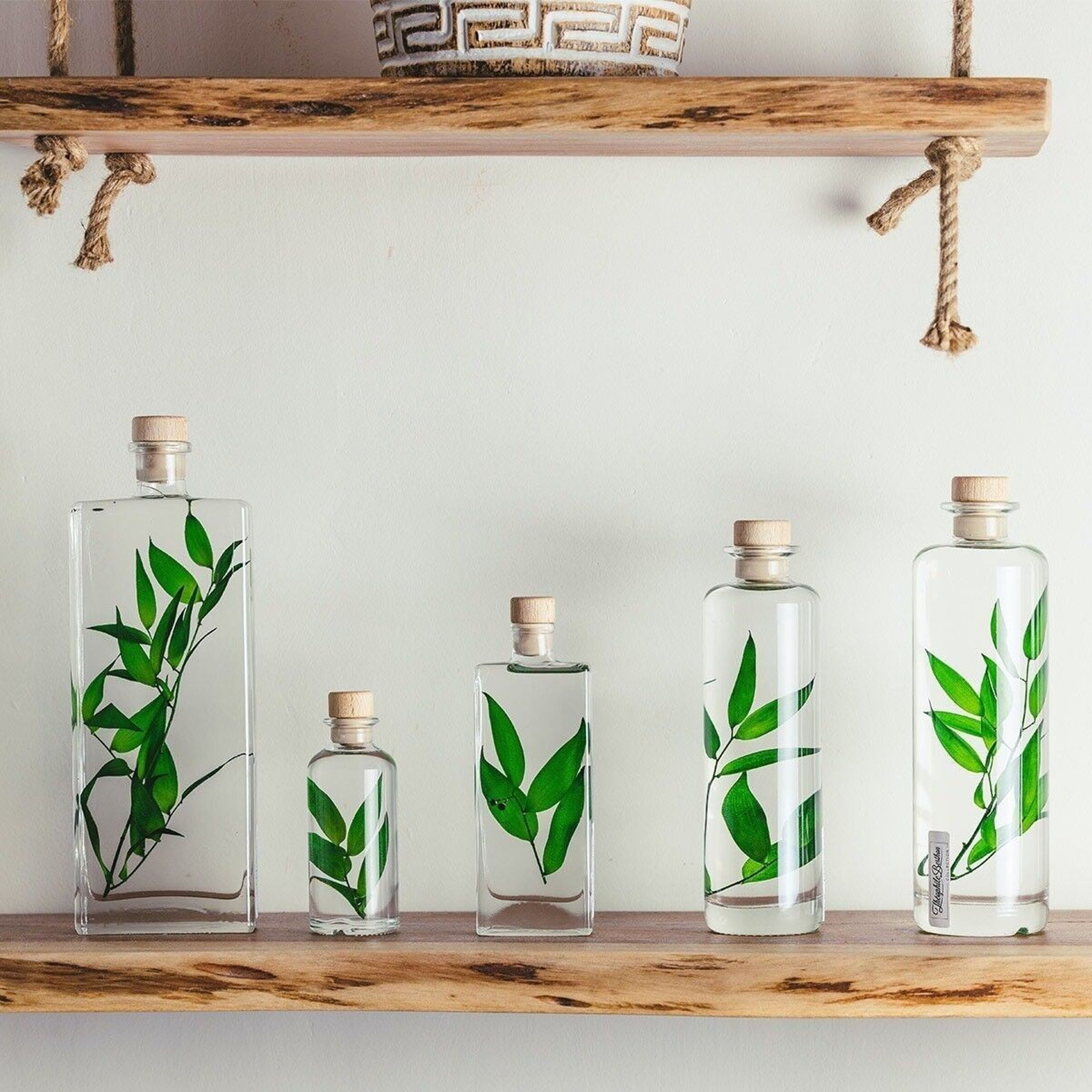 Plante immergée, Herbarium, Plante dans un liquide de conservation