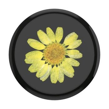 🌼 Pressed Flower Yellow Daisy 🌼 3