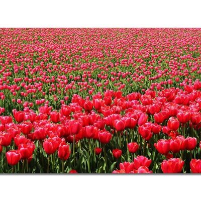 Mural: Sea of Tulips 2 - landscape format 2:1 - many sizes & materials - exclusive photo art motif as a canvas picture or acrylic glass picture for wall decoration