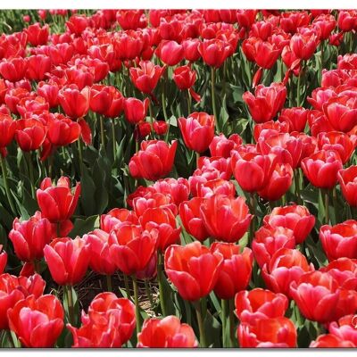 Mural: Sea of Tulips 3 - landscape format 4:3 - many sizes & materials - exclusive photo art motif as a canvas picture or acrylic glass picture for wall decoration