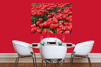 Papier peint : Sea of Tulips 3 - format paysage 4:3 - nombreuses tailles et matériaux - motif d'art photo exclusif sous forme d'image sur toile ou d'image en verre acrylique pour la décoration murale 2