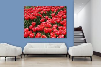 Papier peint : Sea of Tulips 3 - format paysage 4:3 - nombreuses tailles et matériaux - motif d'art photo exclusif sous forme d'image sur toile ou d'image en verre acrylique pour la décoration murale 6