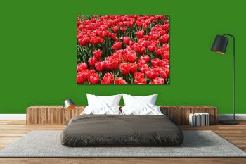 Papier peint : Sea of Tulips 3 - format paysage 4:3 - nombreuses tailles et matériaux - motif d'art photo exclusif sous forme d'image sur toile ou d'image en verre acrylique pour la décoration murale 8