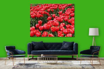 Papier peint : Sea of Tulips 3 - format paysage 4:3 - nombreuses tailles et matériaux - motif d'art photo exclusif sous forme d'image sur toile ou d'image en verre acrylique pour la décoration murale 10