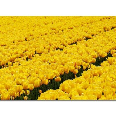 Mural: Sea of Tulips 4 - landscape format 2:1 - many sizes & materials - exclusive photo art motif as a canvas picture or acrylic glass picture for wall decoration