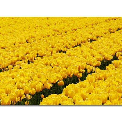 Papier peint : Sea of Tulips 4 - format paysage 2:1 - nombreuses tailles et matériaux - motif d'art photo exclusif sous forme d'image sur toile ou d'image en verre acrylique pour la décoration murale