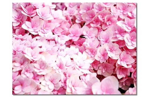 Wandbild: Rosa Hortensien-Blüten - Querformat 4:3 - viele Größen & Materialien – Exklusives Fotokunst-Motiv als Leinwandbild oder Acrylglasbild zur Wand-Dekoration