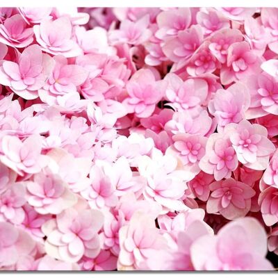 Mural: flores de hortensias rosas - formato apaisado 4:3 - muchos tamaños y materiales - motivo de arte fotográfico exclusivo como cuadro de lienzo o cuadro de vidrio acrílico para decoración de paredes