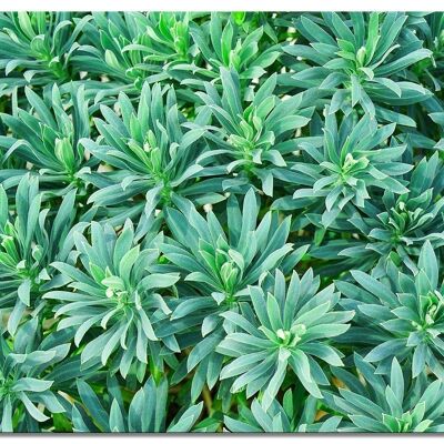 Mural: Mediterranean Spurge - landscape format 4:3 - many sizes & materials - exclusive photo art motif as a canvas picture or acrylic glass picture for wall decoration