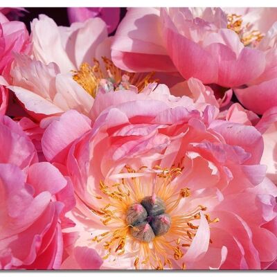 Mural: pink peony blossom - landscape format 4:3 - many sizes & materials - exclusive photo art motif as a canvas or acrylic glass picture for wall decoration