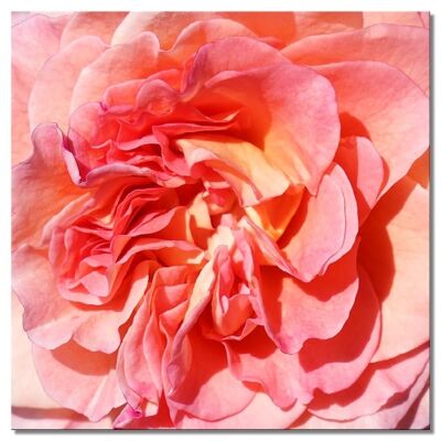 Papier peint : rose blossom rose dream 3 - plusieurs tailles - carré 1:1 - plusieurs tailles et matériaux - motif d'art photo exclusif sous forme de toile ou d'image en verre acrylique pour la décoration murale