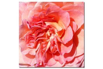 Papier peint : rose blossom rose dream 3 - plusieurs tailles - carré 1:1 - plusieurs tailles et matériaux - motif d'art photo exclusif sous forme de toile ou d'image en verre acrylique pour la décoration murale 1