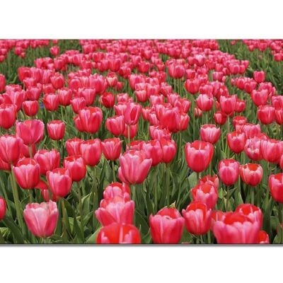 Mural: Sea of Tulips 1 - landscape format 2:1 - many sizes & materials - exclusive photo art motif as a canvas picture or acrylic glass picture for wall decoration