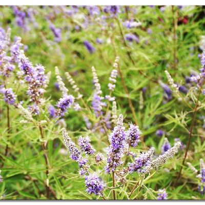 Carta da parati: sogno di fiori viola di Creta - formato orizzontale 4:3 - molte dimensioni e materiali - esclusivo motivo artistico fotografico come immagine su tela o immagine su vetro acrilico per la decorazione della parete