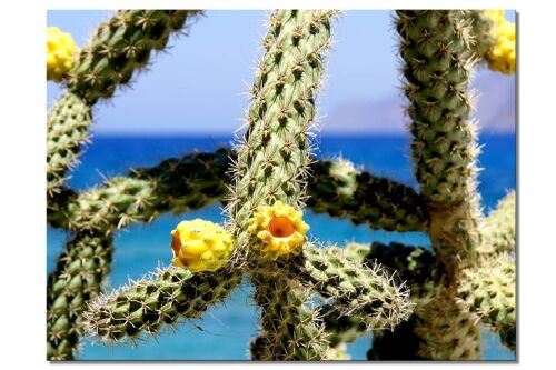 Wandbild: Kreta gelbe Kaktusblüten - Querformat 4:3 - viele Größen & Materialien – Exklusives Fotokunst-Motiv als Leinwandbild oder Acrylglasbild zur Wand-Dekoration
