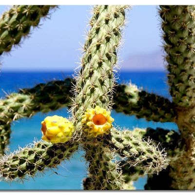 Quadro da parete: fiori di cactus gialli di Creta - formato orizzontale 4:3 - molte dimensioni e materiali - esclusivo motivo artistico fotografico come quadro su tela o quadro su vetro acrilico per la decorazione murale