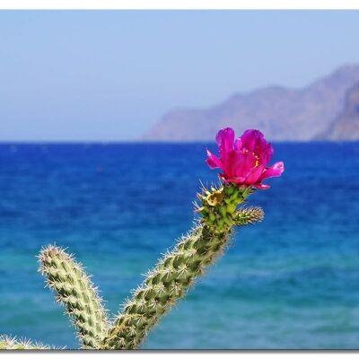Murale: fiore di cactus rosa di Creta - formato orizzontale 4:3 - molte dimensioni e materiali - esclusivo motivo artistico fotografico come tela o immagine in vetro acrilico per la decorazione murale