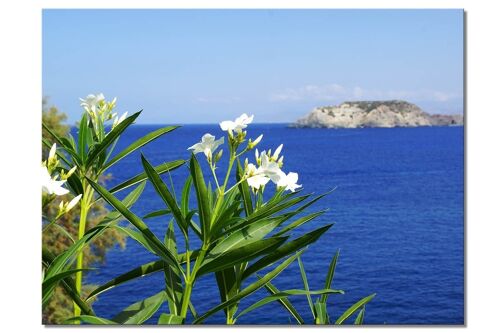 Wandbild: Kreta weißer Oleander am Meer - Querformat 4:3 - viele Größen & Materialien – Exklusives Fotokunst-Motiv als Leinwandbild oder Acrylglasbild zur Wand-Dekoration
