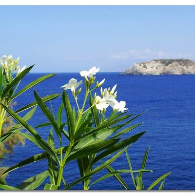 Mural: Crete white oleander by the sea - landscape format 4:3 - many sizes & materials - exclusive photo art motif as a canvas picture or acrylic glass picture for wall decoration