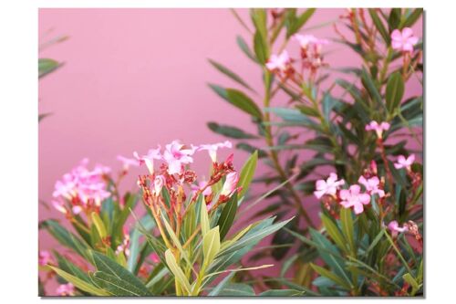 Wandbild: Kreta rosa Oleander-Blüten - Querformat 4:3 - viele Größen & Materialien – Exklusives Fotokunst-Motiv als Leinwandbild oder Acrylglasbild zur Wand-Dekoration