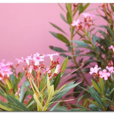 Wandbild: Kreta rosa Oleander-Blüten - Querformat 4:3 - viele Größen & Materialien – Exklusives Fotokunst-Motiv als Leinwandbild oder Acrylglasbild zur Wand-Dekoration