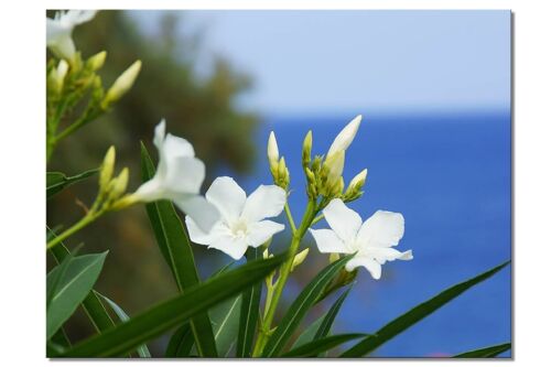 Wandbild: Kreta weiße Oleander-Blüten - Querformat 4:3 - viele Größen & Materialien – Exklusives Fotokunst-Motiv als Leinwandbild oder Acrylglasbild zur Wand-Dekoration