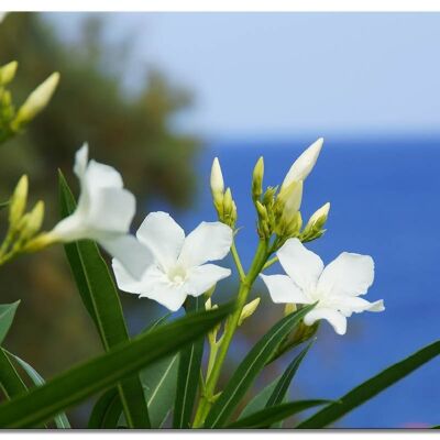 Mural: Flores de adelfas blancas de Creta - formato apaisado 4:3 - muchos tamaños y materiales - motivo exclusivo de arte fotográfico como lienzo o imagen de vidrio acrílico para decoración de paredes