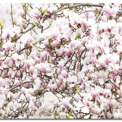 Mural: árbol de magnolia en flor - formato apaisado 4:3 - muchos tamaños y materiales - motivo exclusivo de arte fotográfico como lienzo o imagen de vidrio acrílico para decoración de paredes