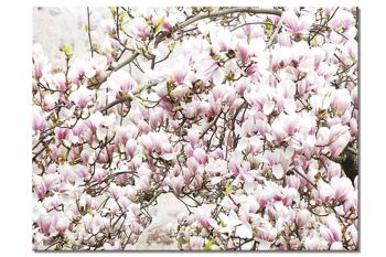 Papier peint : arbre en fleurs de magnolia - format paysage 4:3 - nombreuses tailles et matériaux - motif d'art photographique exclusif sous forme de toile ou d'image en verre acrylique pour la décoration murale 1