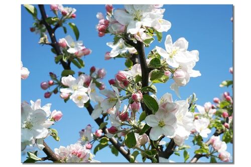 Wandbild: Apfelblüten-Frühling 1 - Querformat 4:3 - viele Größen & Materialien – Exklusives Fotokunst-Motiv als Leinwandbild oder Acrylglasbild zur Wand-Dekoration